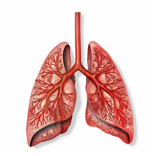 Realistic lungs clipart with dynamic shadows on white background