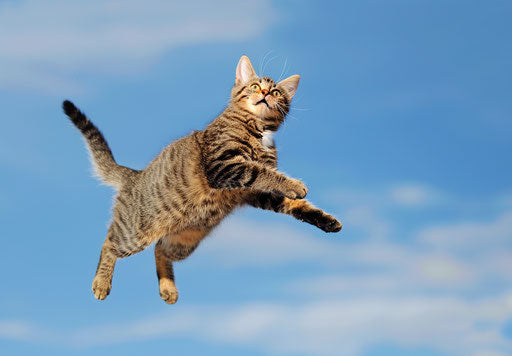 Happy tabby cat jumping, uniformly staged image style