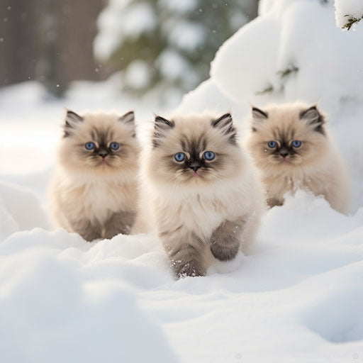 Himalayan cat kittens playing in the snow
