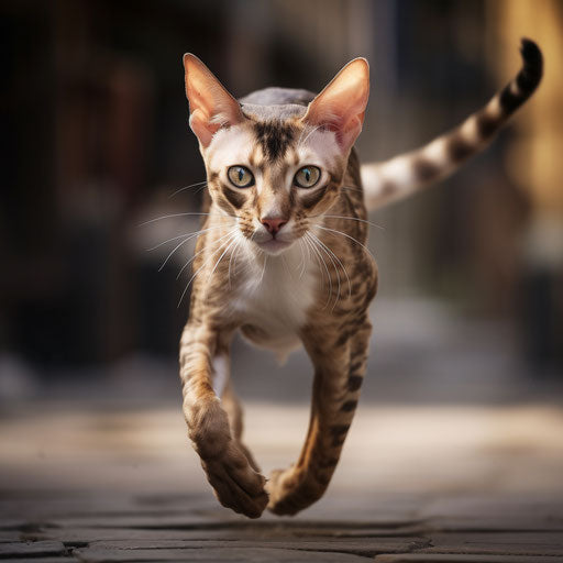 Oriental shorthair cat running