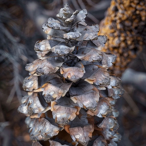 Unique cone and needle structure of whitebark pine