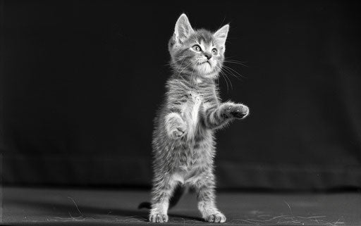Little kitten standing, arms up, bold black and white style