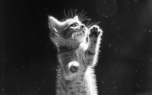 Kitten in black and white, bold gestures
