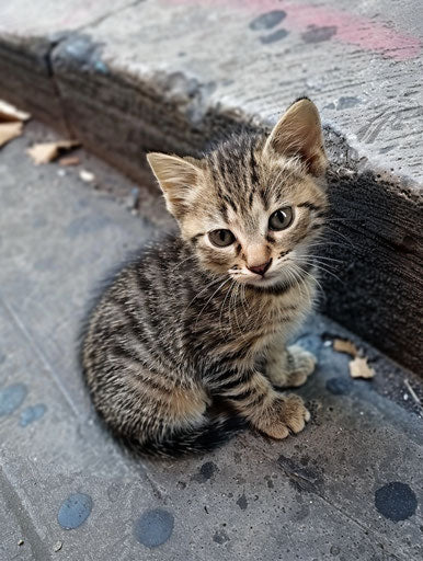 Kitten sitting on the sidewalk, emphasis on facial expression