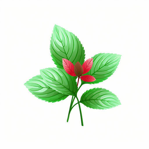 Minimalist style peppermint illustration on white background