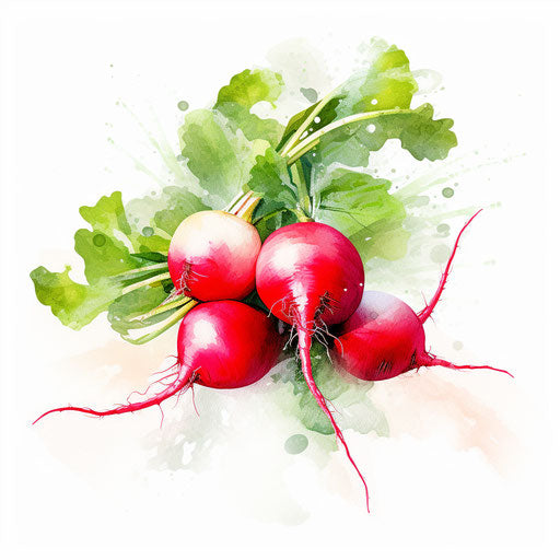 Radish clipart in the style of Impressionistic Art, on a white background