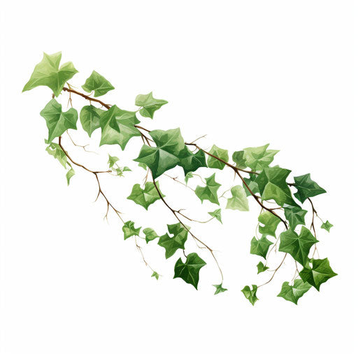 Ivy illustration in the minimalist style, on white background