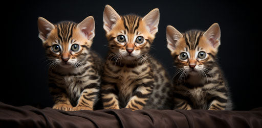 Bengal kitten cat breeders, primitivist realism style