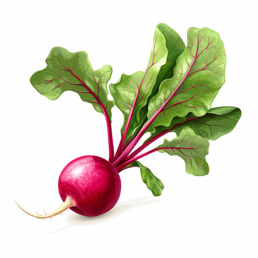 Photo-realistic clipart of radish on flat white background