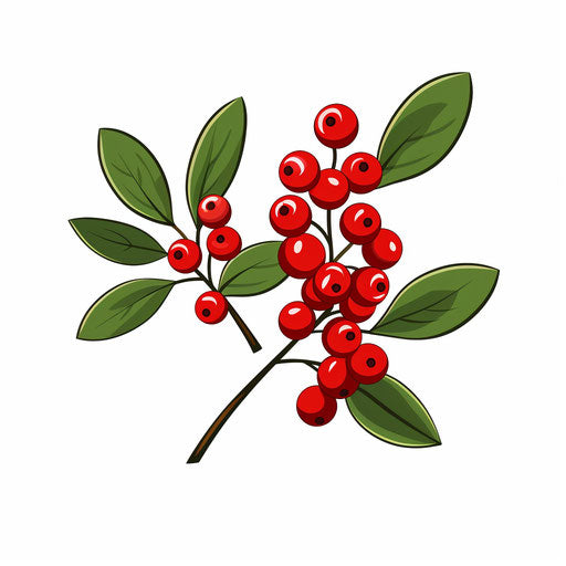 Mistletoe decor in Minimalist style, on white background