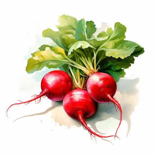 Radish clipart in the style of oil painting, on white background