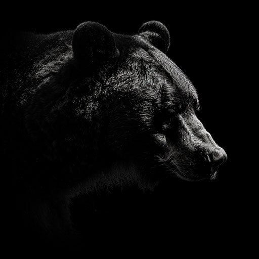 Dramatic shadows on a black bear