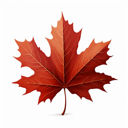 Maple leaf in the style of Chiaroscuro Art, on white background