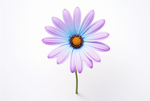 Small blue daisy isolated on white background
