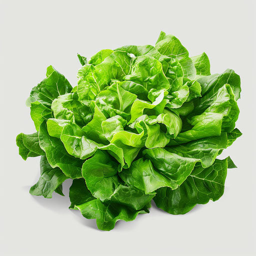 Realistic lettuce clipart on flat white background