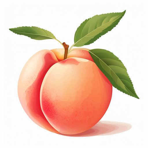 Peach illustration in the style of Chiaroscuro Art, on white background