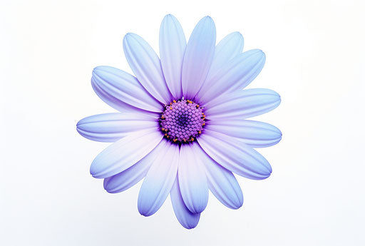 Small blue daisy isolated on white background