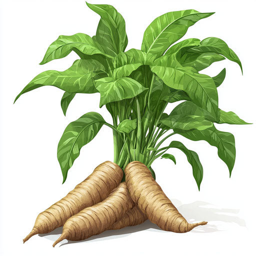 3D yam with flat white background, isolated clipart