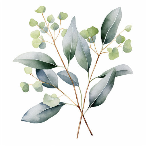 Eucalyptus clipart in Watercolor Art style