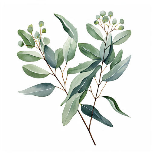 Eucalyptus foliage drawing in the style of Chiaroscuro Art, on white background