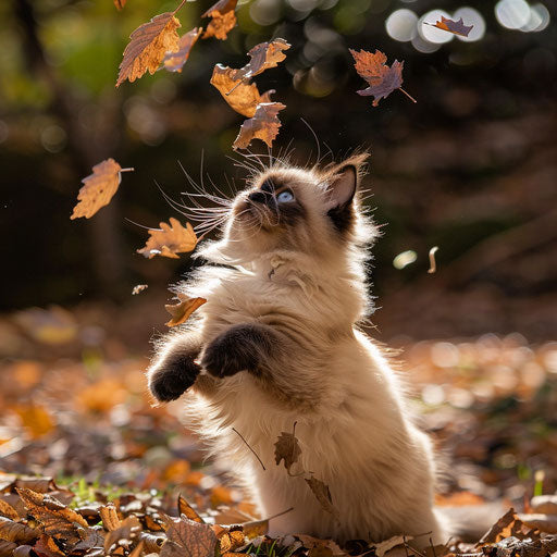 Himalayan cat playing with autumn leaves in a backyard