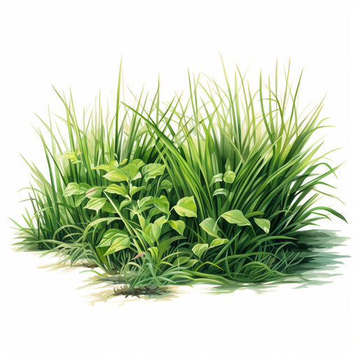 Grass clipart in the style of Oil painting, on a white background