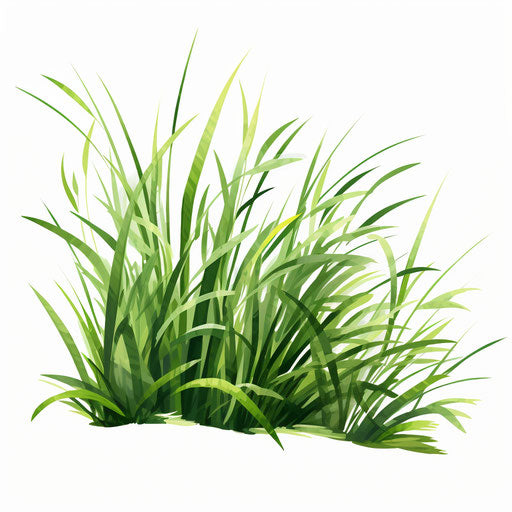 Grass illustration in the style of Chiaroscuro Art, on white background