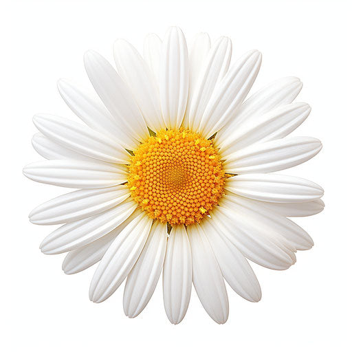White daisy isolated on white background