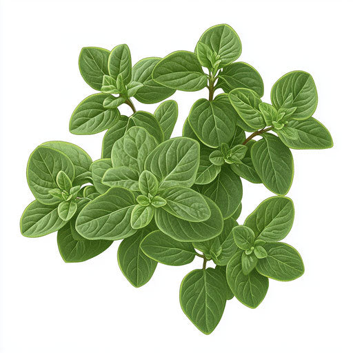 Realistic illustration of an oregano, high resolution, transparent background, isolated