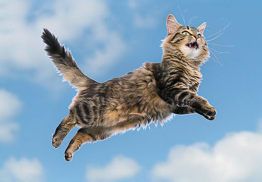 Happy tabby cat jumping in uniformed images style, sky-blue and maroon, group f/64, photo-realistic hyperbole, petcore, high quality photo, flickr 33:23