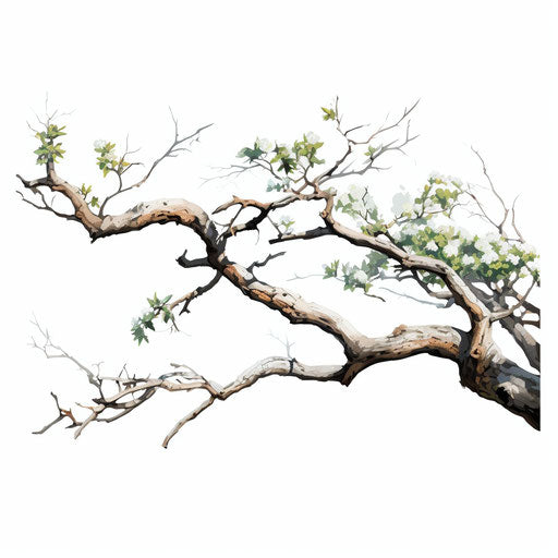 Tree branch clipart in the style of Oil painting, on a white background
