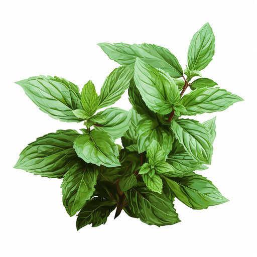 Peppermint oil painting style on white background