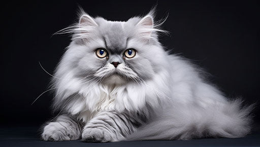 Persian Cat: Explore the World Through Cat Eyes