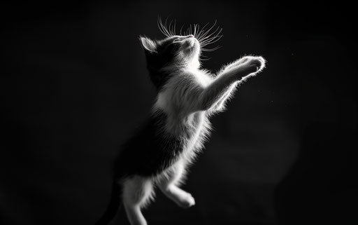 Black and white kitten jumping on dark background, in AP photo style, bold gestures 35:22