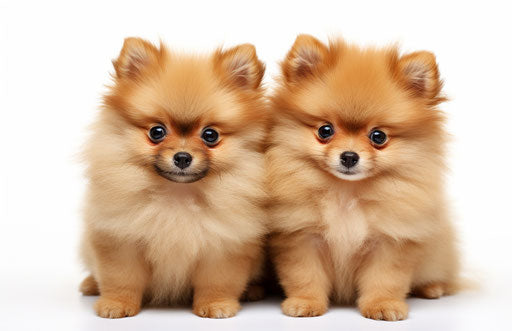 Two little brown pomeranian puppies on white background