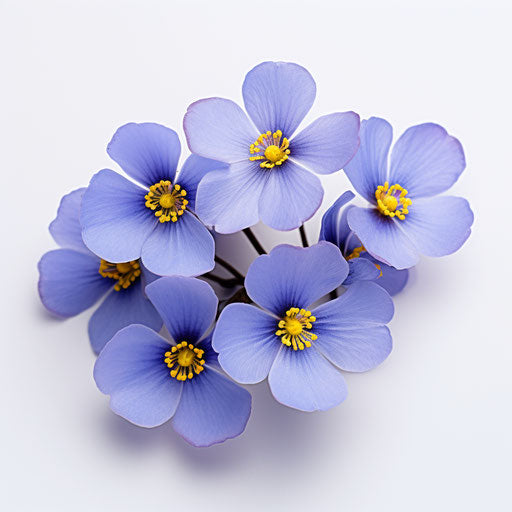 Blue flowers with yellow centers on white background