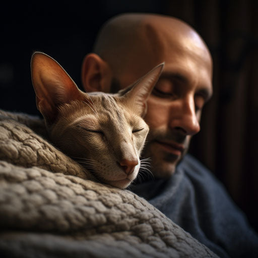 Oriental shorthair cat sleeping on a couch with its owner