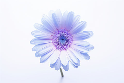 Blue gerbera flower on white background, light purple and light indigo style