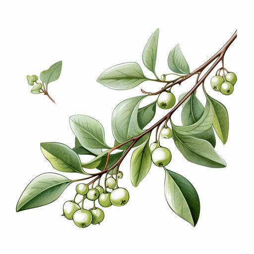 Mistletoe in Chiaroscuro Art style, on white background