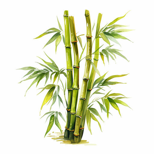 Bamboo clipart in the style of Oil painting, on a white background