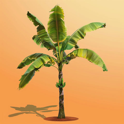 Realistic banana tree on sunset orange background