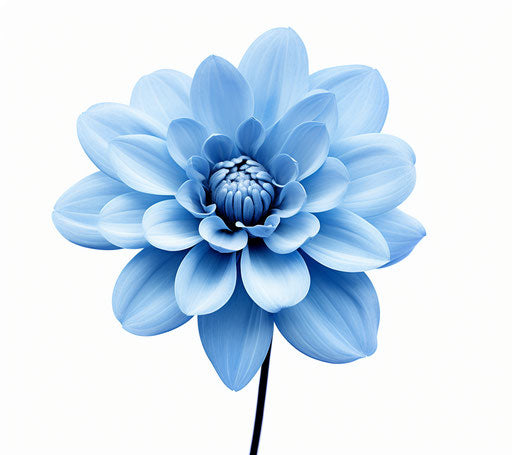 Blue flower isolated on white background, flickr style, high resolution