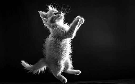 Black and white kitten jumping on a dark background - 35:22