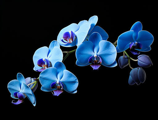 Blue orchid flowers isolated on white background, style tamron sp 70-200mm f/2.8 di vc usd g2