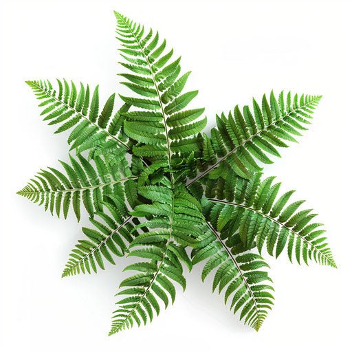 Realistic fern illustration on flat white background