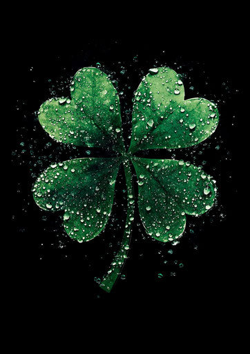 Shamrock with water droplets on black background