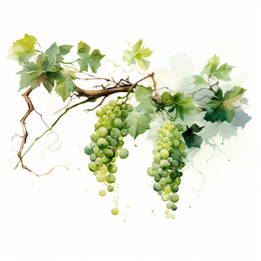 Vine clipart in the style of Impressionistic Art, on white background