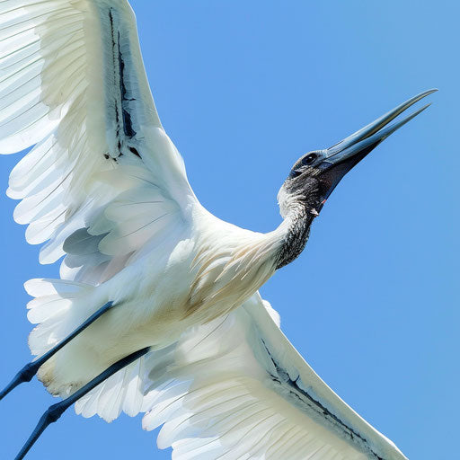 Stork in flight with wings spread under clear blue sky