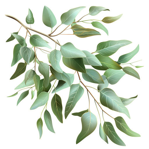 Eucalyptus clipart in realistic style with flat white background