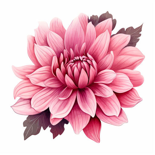 Pink flower illustration in the style of Chiaroscuro Art, on white background